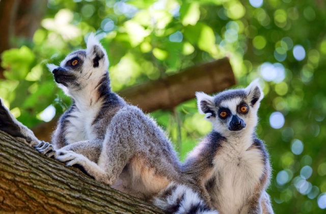 ZOO Bratislava hlási úspešnú letnú sezónu. Nové zvieratá a viac ako 82-tisíc návštevníkov