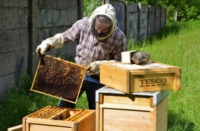 Tesco podporuje biodiverzitu: Mestské včely v Tescu v Komunitnej záhrade v Bratislave priniesli 50 litrov medu