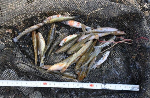 Neznámy páchateľ vylial betónovú zmes do potoka, zahynulo veľké množstvo rýb