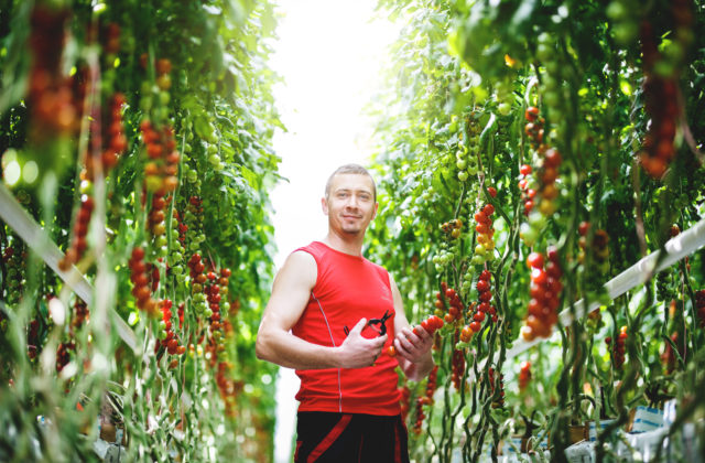 Slovenské skleníky produkujú trojnásobnú úrodu paradajok s minimálnym dopadom na životné prostredie