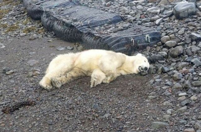 Polícia na Islande zastrelila vzácneho medveďa bieleho, ktorý bol prvým svojho druhu. Považovala ho za hrozbu