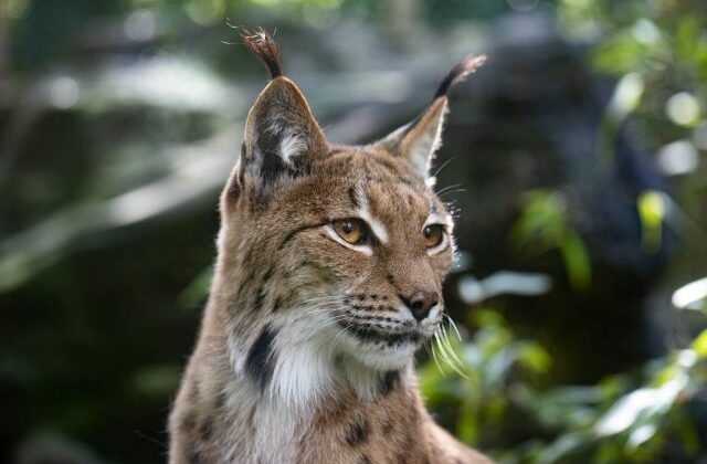 ZOO Bratislava plánuje pokračovať so stavebnými úpravami, nový výbeh budú mať hrošíky aj rysy