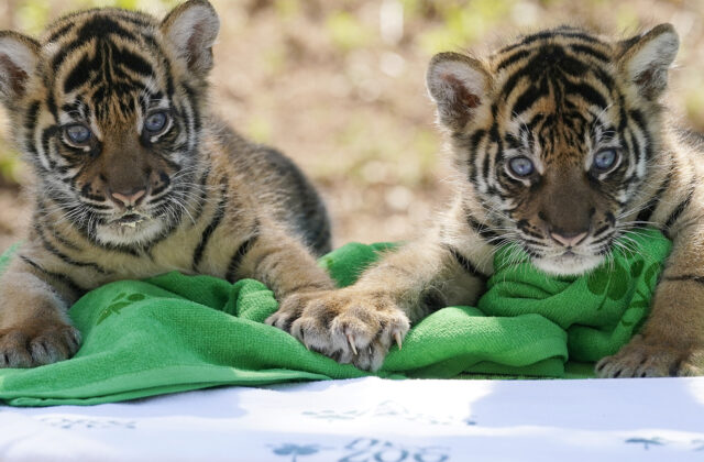 V zoo vo Vroclave oslavujú narodenie štyroch mláďat tigra sumatrianskeho