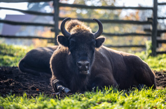 V bratislavskej ZOO pribúdajú nové výbehy pre zvieratá, deti sa môžu tešiť na komentované kŕmenie a areálové hry (foto)