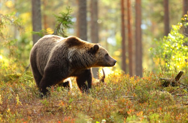 Turistov v Hriňovej napadol medveď, jeden je ťažko zranený