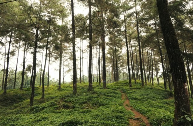 Environmentálne otázky na Slovensku a v Čechách: v čom sa líšime a čo vnímame rovnako?