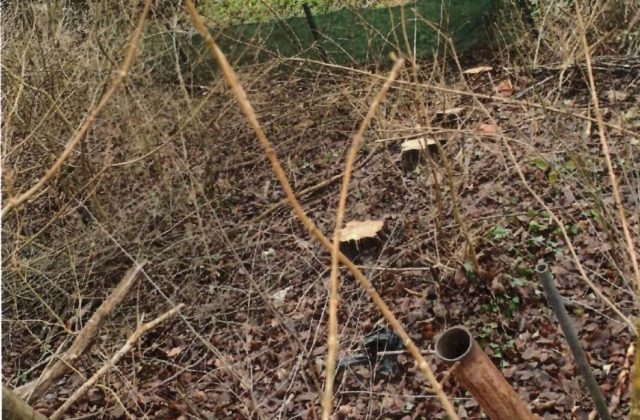 Páchateľ nezákonne vyrúbal množstvo stromov v okrese Svidník, škoda presiahla 270-tisíc eur