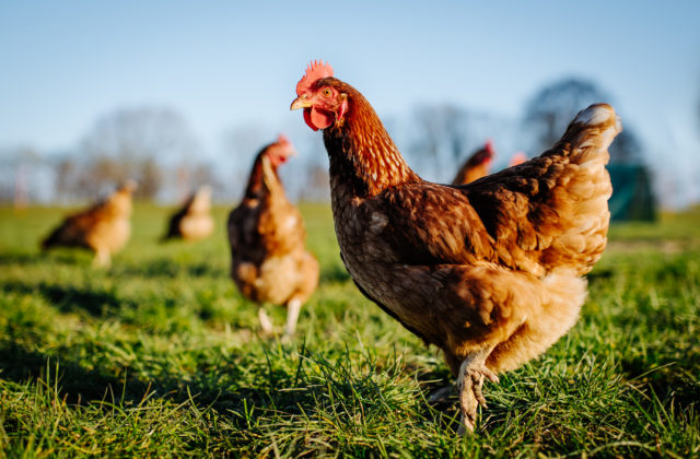 Na farme v Bukovej našli podozrivé krmivo, polícia prípad rieši ako pokus o týranie zvierat