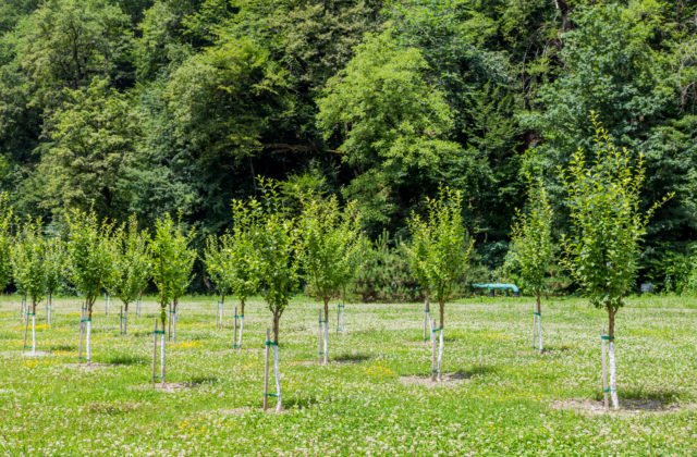 KDH spúšťa veľkú výsadbu stromov: Plníme sľub voličom, za každý hlas jeden nový strom