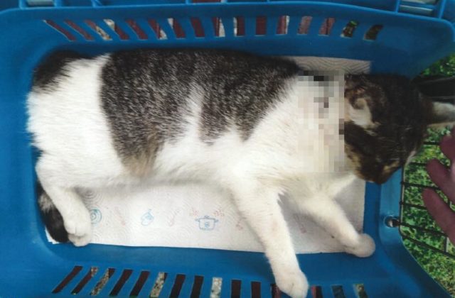 Mačku smrteľne postrelili do krku, páchateľovi hrozí za týranie zvierat až niekoľkoročné väzenie