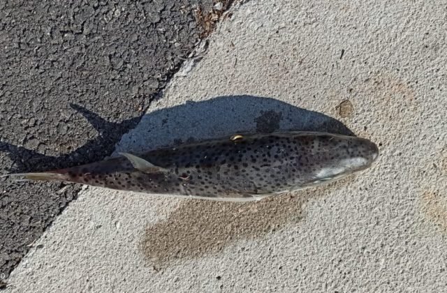 Neďaleko chorvátskeho ostrova Pašman ulovili smrteľne jedovatú rybu, mohla by vás aj uhryznúť (foto)