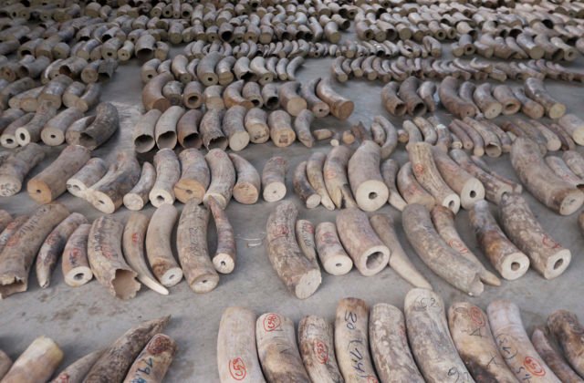 Väčšinu nelegálneho obchodu so slonovinou kontrolujú tri veľké zločinecké skupiny