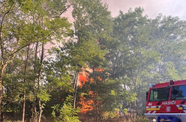 Hasiči museli hasiť aj požiar lesného porastu, ktorý pre nedbalosť vypukol pri obci Gajary (foto)