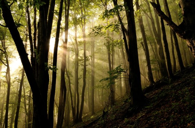 Zákazníci OMV môžu vďaka akcii „Kúp si svoj strom“ vrátiť prírode kúsok lesa