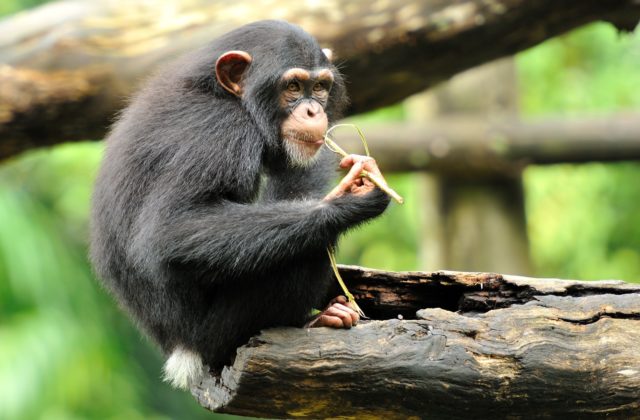 Tri šimpanzy, ktoré utiekli zo ZOO v Štokholme, sa podarilo chytiť. Ostatné štyri museli zastreliť