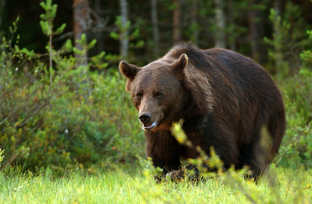 Medveď pohrýzol bežca v Kanianke. Zásahový tím radí, kedy obmedziť svoj pohyb v horskom teréne