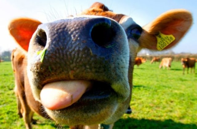 Čínski vedci naklonovali tri super kravy, ktoré sú schopné vyprodukovať 18 ton mlieka za rok