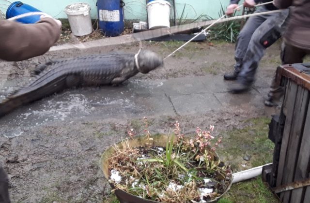 Hasiči zažili pri likvidácii požiaru šok, na prízemí domu na nich číhal trojmetrový krokodíl (foto)