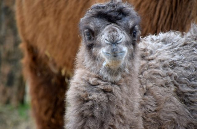 Bratislavská ZOO sa teší ďalšiemu prírastku, pred očami návštevníkov sa narodilo druhé tohtoročné mláďa ťavy jednohrbej