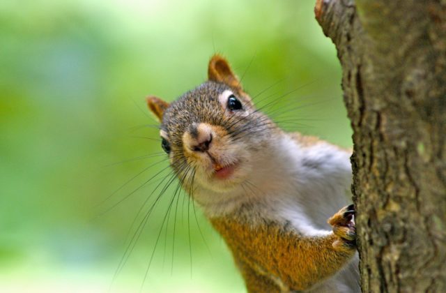 Hasiči vyslobodili „nespolupracujúcu“ veveričku, potom sa stratila na neďalekom strome