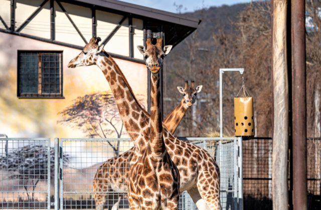 ZOO Bratislava bude mať nového riaditeľa, z celkovo 12 kandidátov uspel Dobšovič