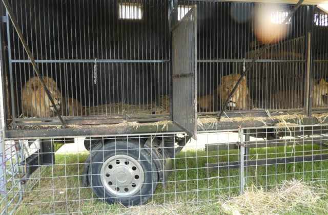 Polícia obvinila majiteľa cirkusu, protiprávne držal 14 levov afrických (foto)