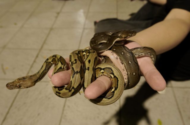 Na ženu v Texase zhodil jastrab hada, utrpela vážne zranenia a problémy má aj so spánkom
