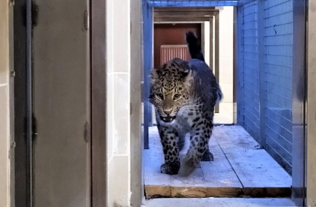 Košická ZOO počas pandémie iba prežíva, radnica jej poslala peniaze navyše a pomôcť môže aj verejnosť