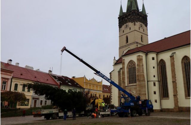 Prešovčania už majú vianočný stromček, pred Konkatedrálou sv. Mikuláša osadili 30-ročný smrek (video+foto)