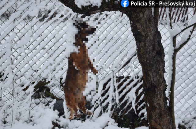 Krádež zlodejovi nestačila, na záhrade rodinného domu obesil aj psa okradnutej rodiny