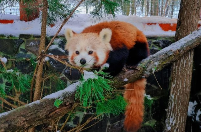 Do košickej ZOO pribudlo nové zviera, návštevníci sa môžu tešiť na samičku pandy červenej (foto)