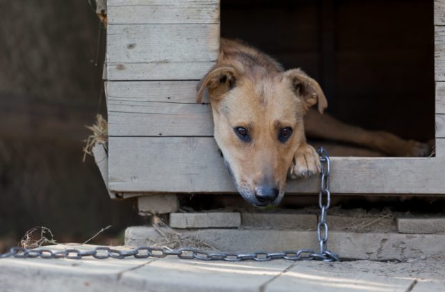 Na východe Slovenska robia kvôli masti psie zabíjačky
