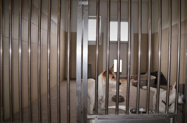 V Košiciach už opäť funguje karanténna stanica pre túlavé psy