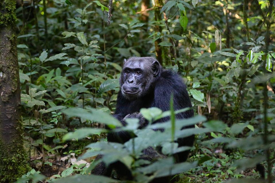Planéta opíc nie je sci-fi: v Afrike našli civilizované šimpanzy