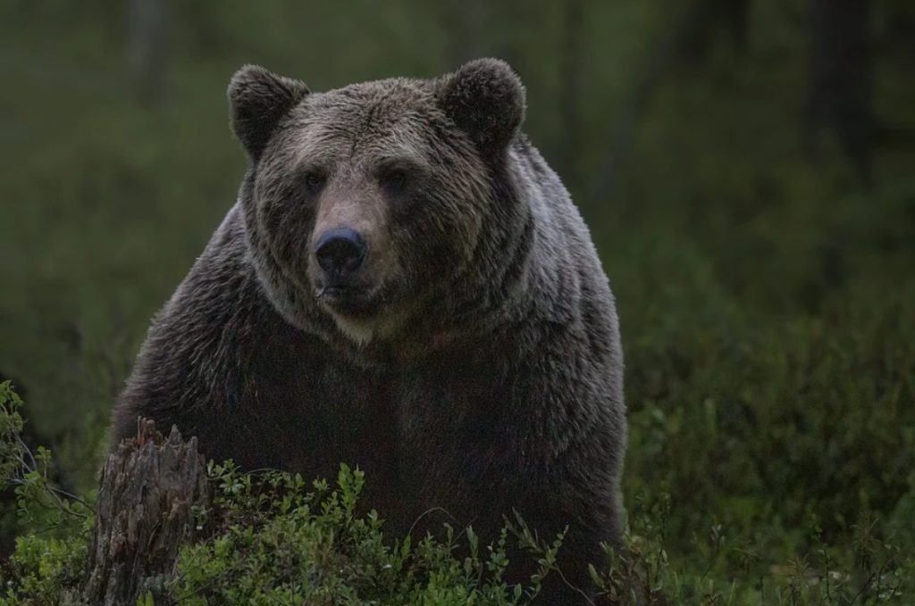 Hrozivý útok medveďa v Strážovských vrchoch: Šelma vytrhla mužovi kus stehna!