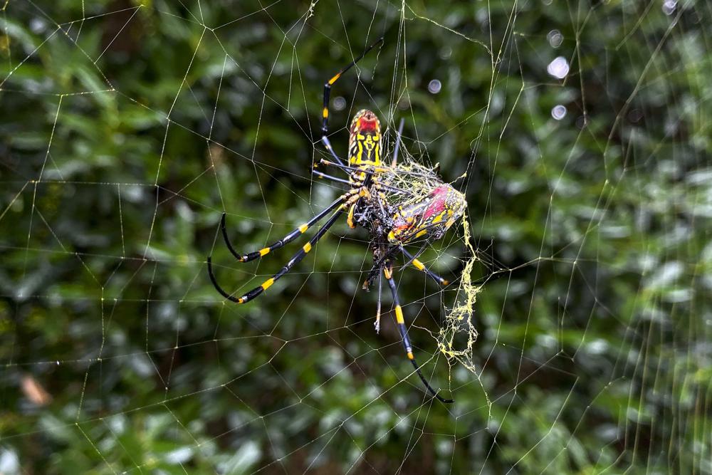 Vedci: Ázijský pavúk by sa mohol rozšíriť na väčšinu východného pobrežia