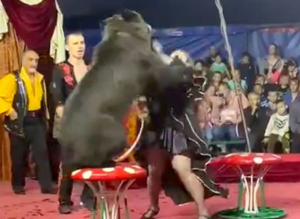 Medveď zaútočil na ženu v cirkusovej aréne