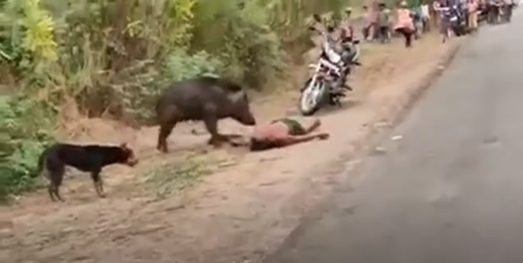 Neuveriteľné video. Diviaky sú veľmi nebezepečné. Útočia na všetko, ľudí, levi, psy….