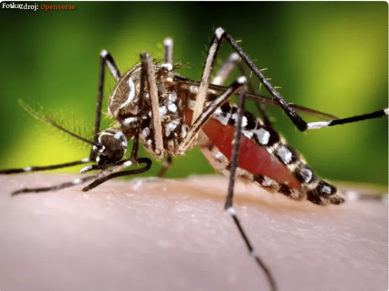 Komár prenášajúci nebezpečné choroby sa šíri po celej Európe. Zasiahol aj naše územie, prípadov stále pribúda