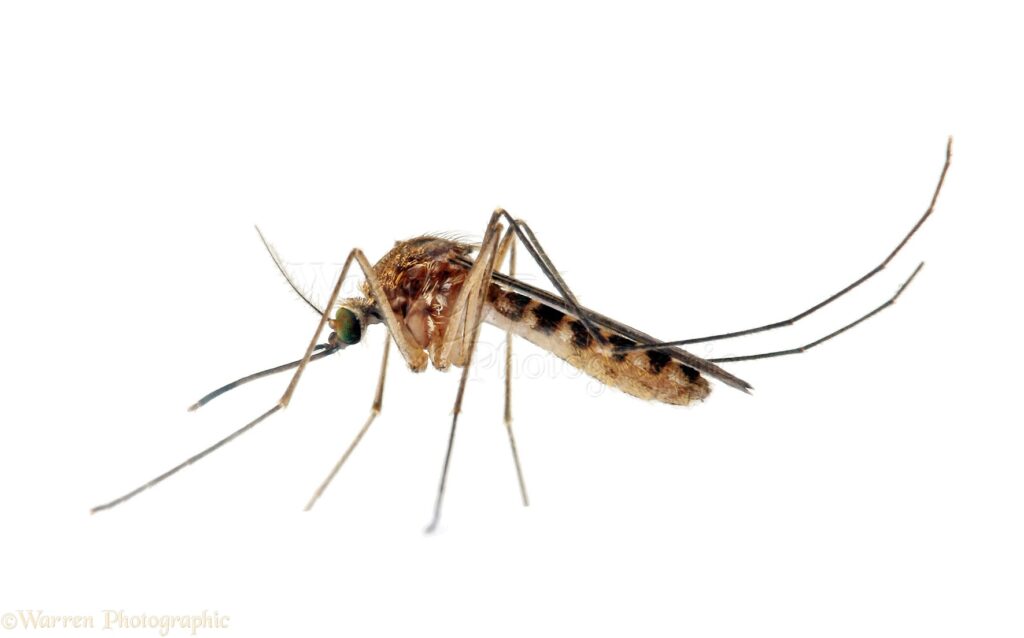 Bratislava zintenzívni monitoring liahnisk komárov a proti nim vytiahne drony