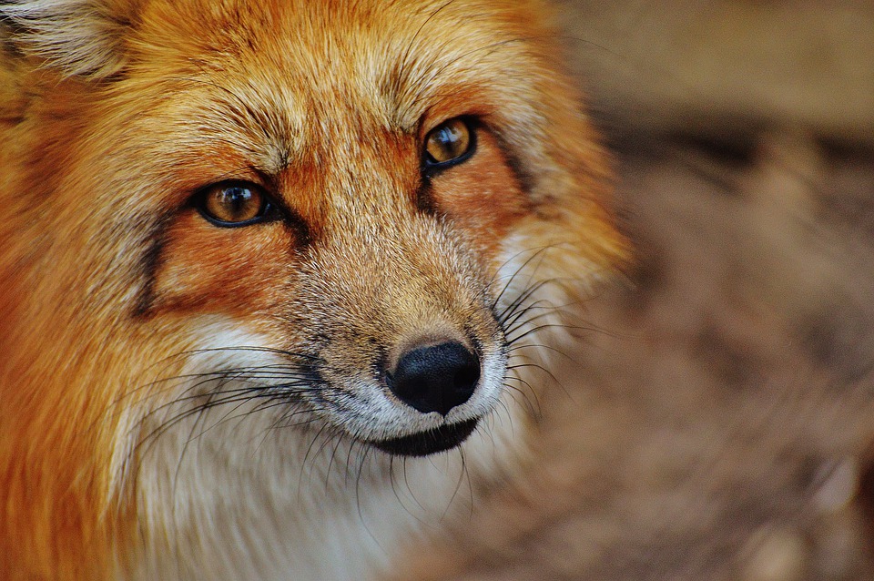 Mimoriadny objav! Líšky šíria smrteľné ochorenie, lesné plody poriadne umývajte