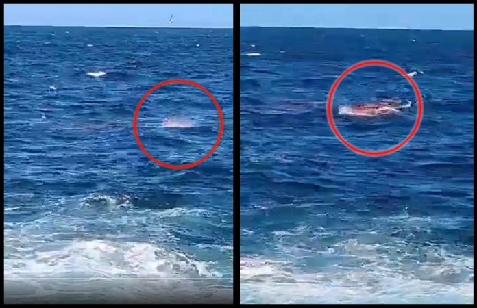 Veľký biely žralok zaútočil na nič netušiaceho plavca: Hororový okamih zachytila ​​kamera
